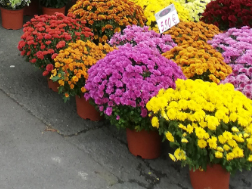 bouquet de fleurs